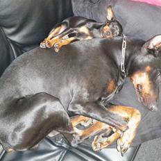 Dvaergpinscher TiCo (King)