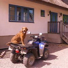 Chesapeake bay retriever Junior