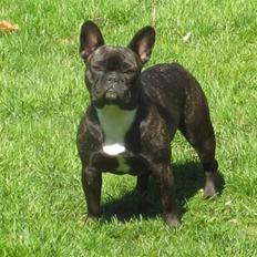 Fransk bulldog Chilli