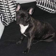 Fransk bulldog Chilli