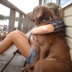 Chesapeake bay retriever Junior