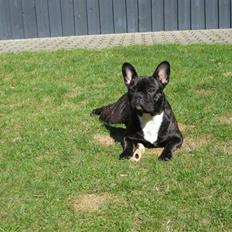 Fransk bulldog Chilli