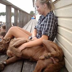 Chesapeake bay retriever Junior