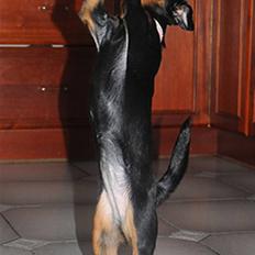 Griffon petit brabancon Goldene Horde Coco