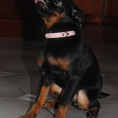 Griffon petit brabancon Goldene Horde Coco