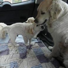 Golden retriever Sammy