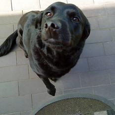 Labrador retriever Tøsen *Formel 1*