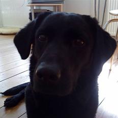 Labrador retriever Tøsen *Formel 1*