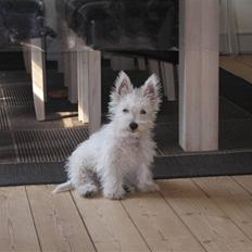 West highland white terrier Baloo