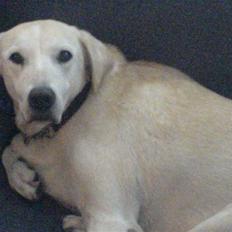 Blanding af racer Thor