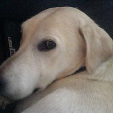 Blanding af racer Thor