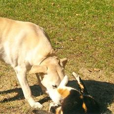 Blanding af racer Thor