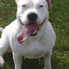 Amerikansk bulldog Freja