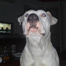 Amerikansk bulldog Freja