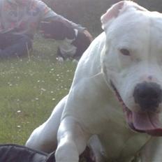 Amerikansk bulldog Freja