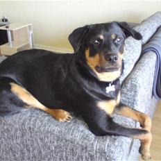 Blanding af racer Bølle Fruelund (Tøssen)