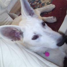 Hvid schæfer Snehvide