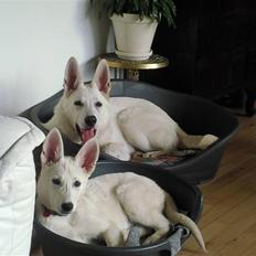 Hvid schæfer Snehvide