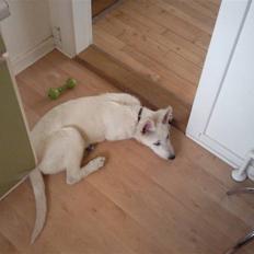 Hvid schæfer Snehvide