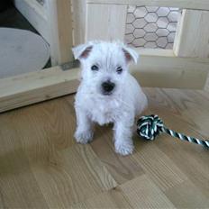 West highland white terrier Victor