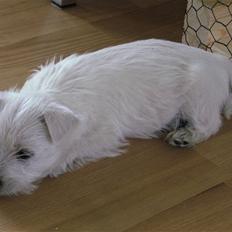 West highland white terrier Victor
