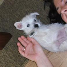 West highland white terrier Victor