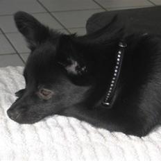 Blanding af racer (Schipperke) Nucca