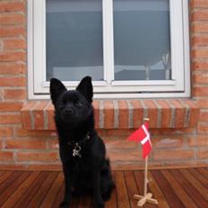 Blanding af racer (Schipperke) Nucca