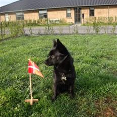 Blanding af racer (Schipperke) Nucca