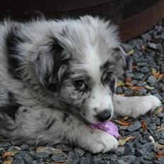 Australian shepherd Micha