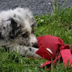 Australian shepherd Micha