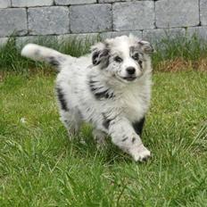 Australian shepherd Micha