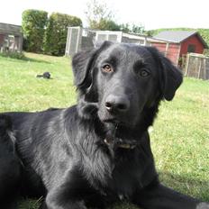 Blanding af racer Bonzo R.I.P :'(