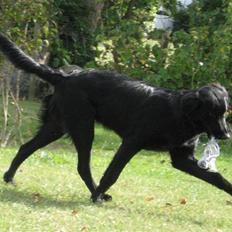 Blanding af racer Bonzo R.I.P :'(