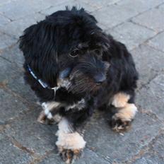 Blanding af racer Johan jack