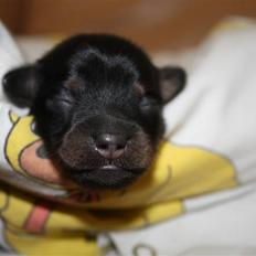 Blanding af racer Johan jack