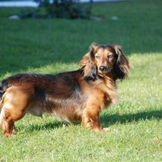 Gravhund Den pals Diamond Danser