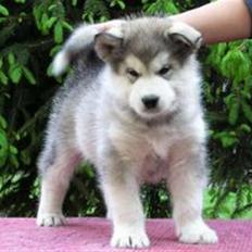 Alaskan malamute Enzo
