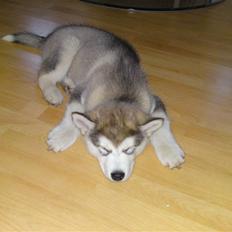 Alaskan malamute Enzo