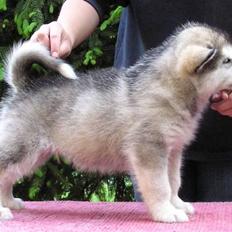 Alaskan malamute Enzo