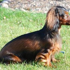 Miniature gravhund Bornebuschs Daisy