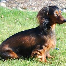 Miniature gravhund Bornebuschs Daisy