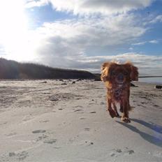 Cavalier king charles spaniel Tjalfe