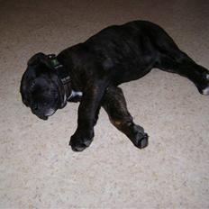 Blanding af racer Bamse