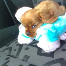 Cavalier king charles spaniel Tjalfe