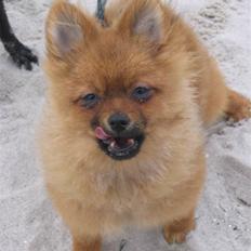 Pomeranian Pippi