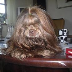 Shih tzu Ludwig. RIP !