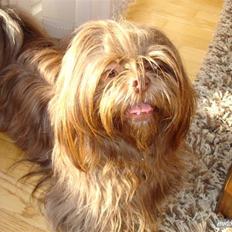 Shih tzu Ludwig. RIP !