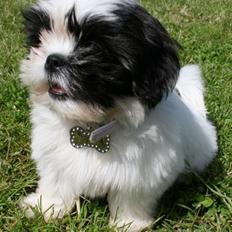 Blanding af racer Sofie