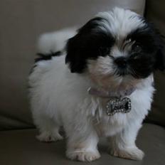 Blanding af racer Sofie